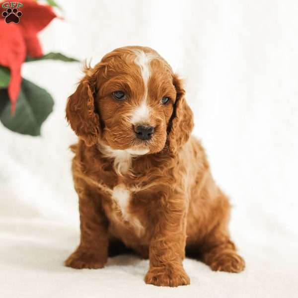 Dash, Cockapoo Puppy